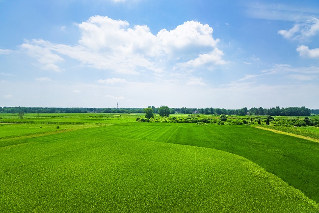 摄图网_501396790_banner_农田全景风光（企业商用）.jpg